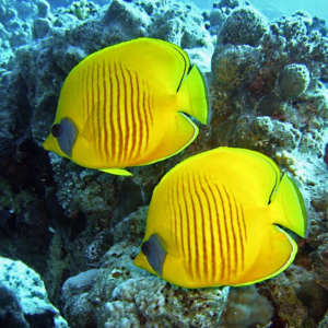 Cairo Hurghada 6 day tour- Red Sea fish