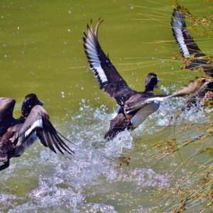 Egypt 5 Day Hunting Trip - Duck Shooting