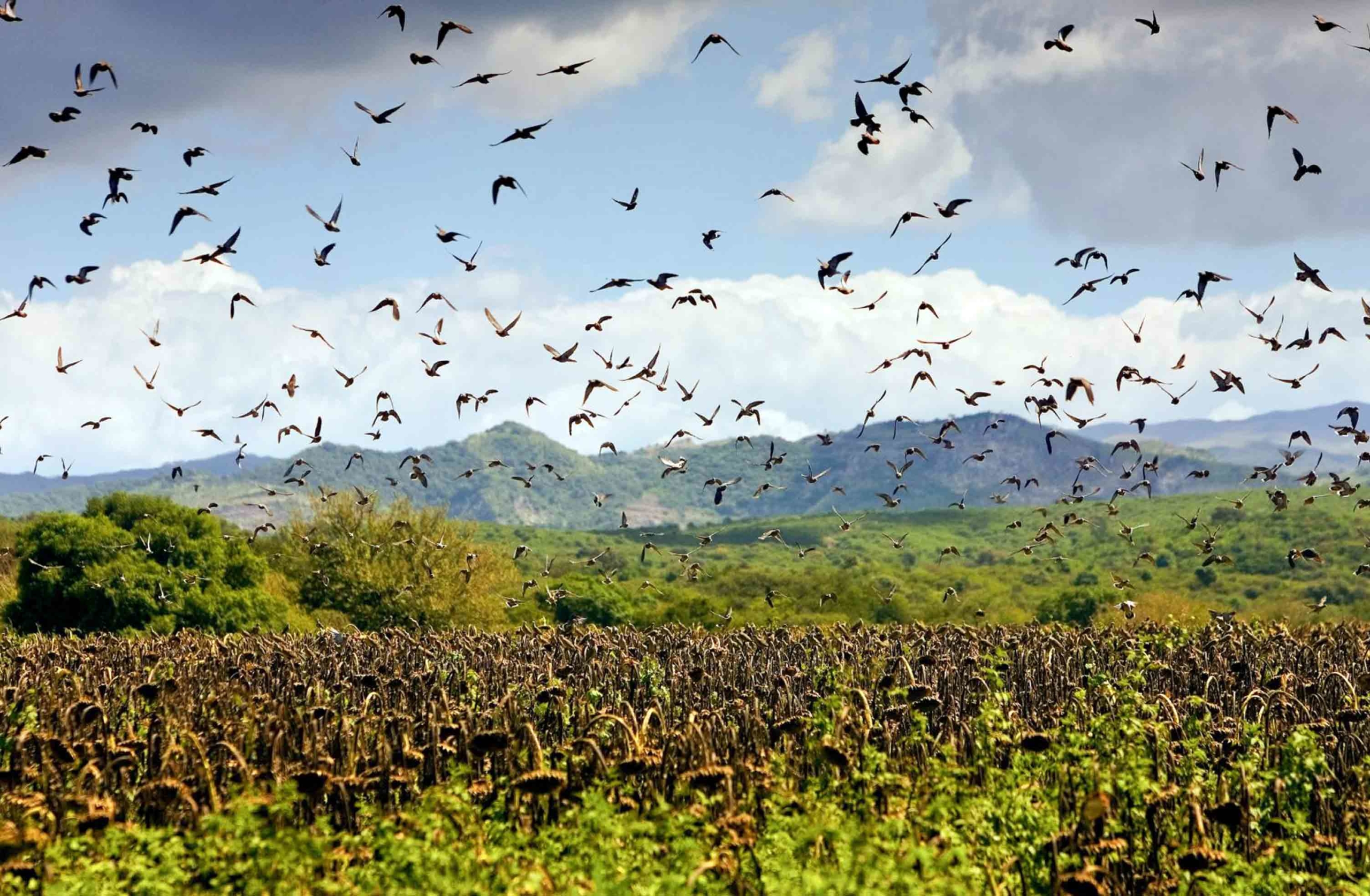 Eleven Day Hunting Trip to Argentina