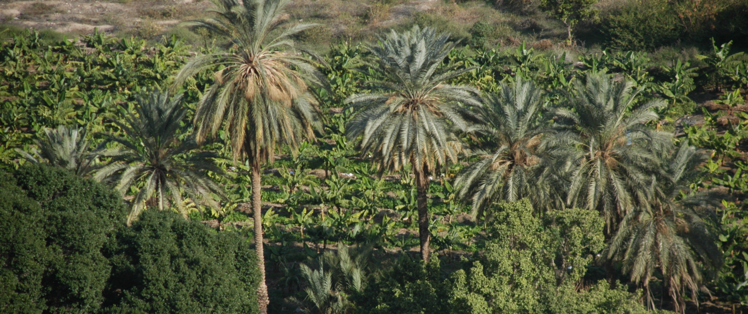 (2) ΚΗΠΟΙ ΤΗΣ ΙΕΡΙΧΟΥΣ - GARDENS OF JERICHO